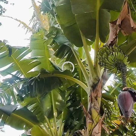Pe De Pitanga - Unica Casa Arborizada Do Quarteirao Com Arvores Frutiferas Maringa Luaran gambar