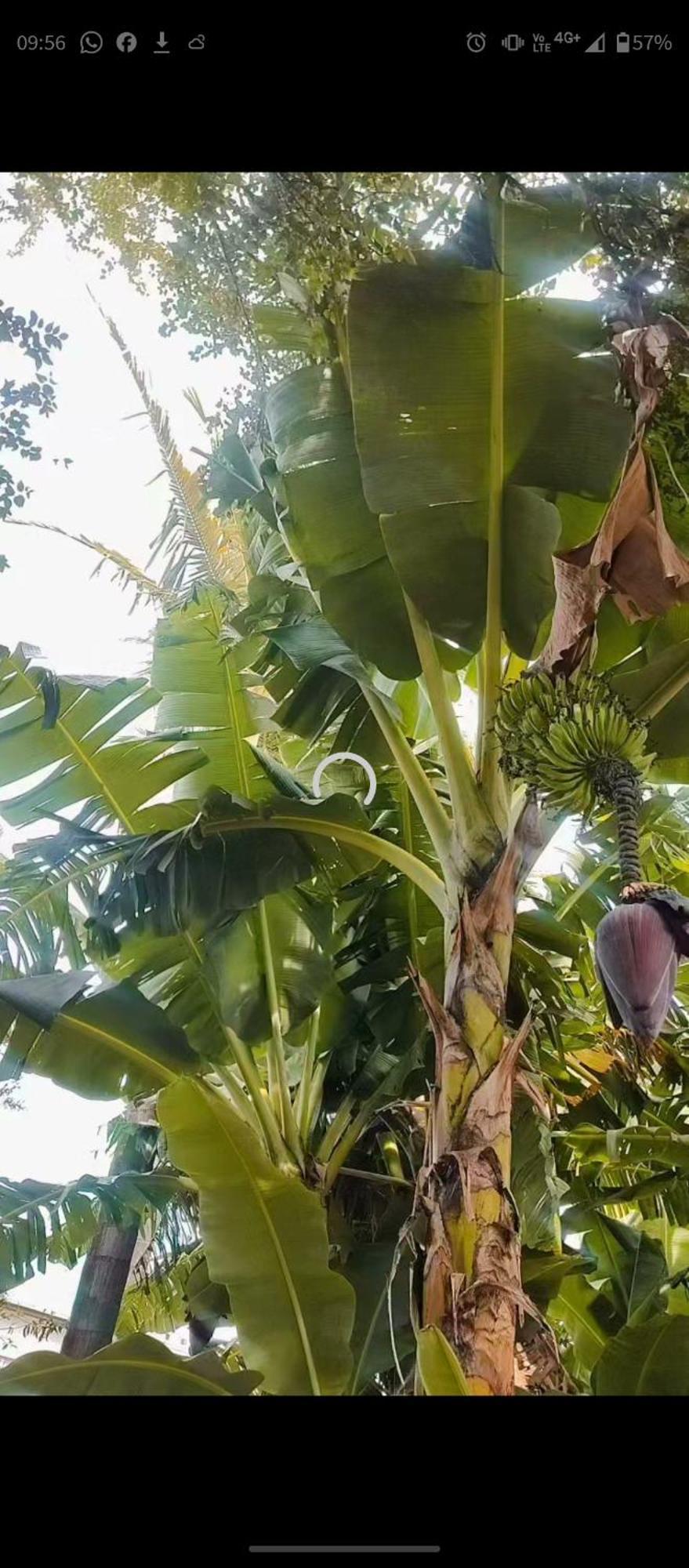 Pe De Pitanga - Unica Casa Arborizada Do Quarteirao Com Arvores Frutiferas Maringa Luaran gambar